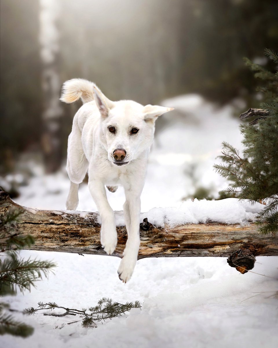 Jumping into the new week like…
Who’s ready for a new week? Any fun plans? #twitterdogcommunity #dogsoftwitter