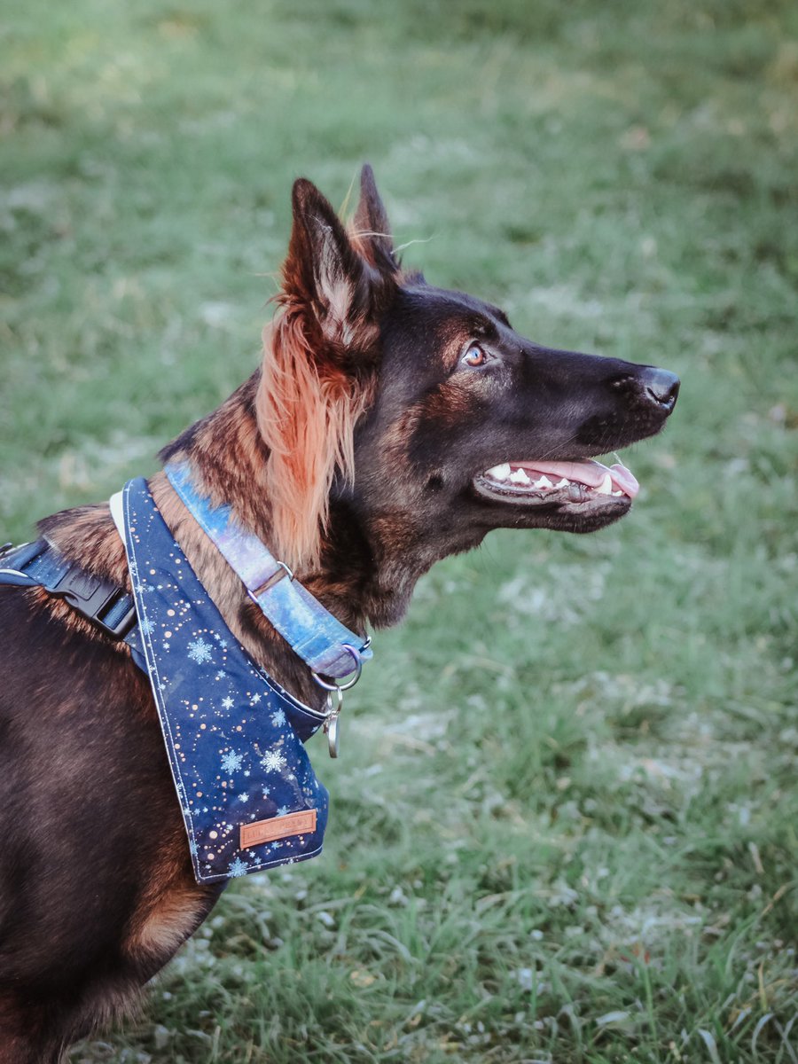 lottie_gsd's tweet photo. When are we going to get this snow we keep being told about? Got our snow bandana at the ready and I want some #doginthesnow photos! #snowready #twitterdogcommunity https://t.co/ntAVk3Kfhm