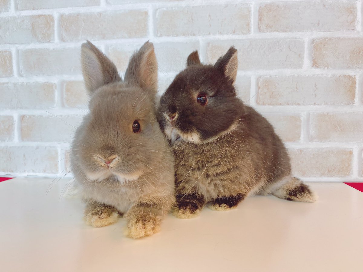 うさぎのしっぽ恵比寿店のtwitterリアルタイム検索結果 Meyou ミーユー うさぎのしっぽ恵比寿店のtwitterリアルタイム検索結果 Meyou ミーユー