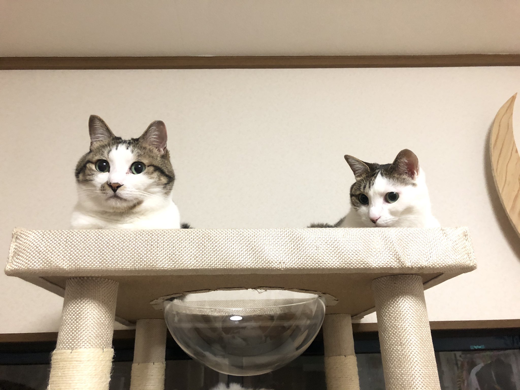 猫かふぇジュエリー 猫ママ Nyan Jewelry Twitter