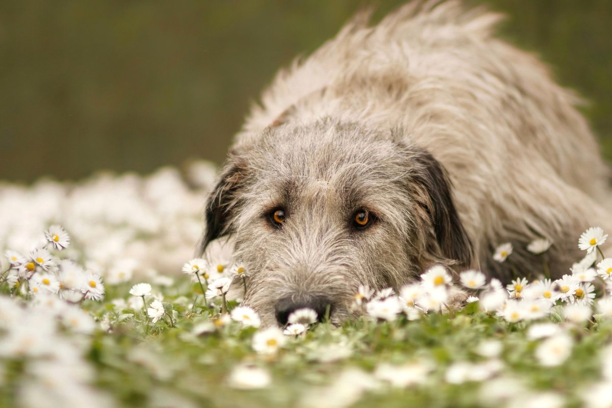 I see you spring 🌱🌼

#twitterdogcommunity #dogsoftwitter #photography #pets #dog #irishwolfhound