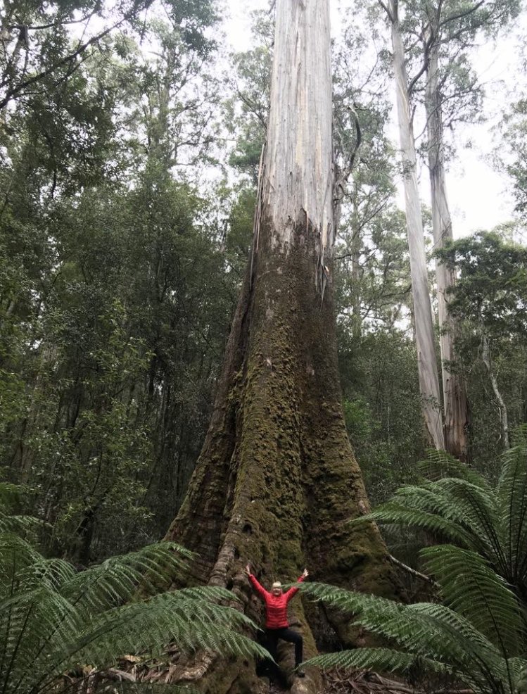 Magnificent Tasmanian Swamp gum.