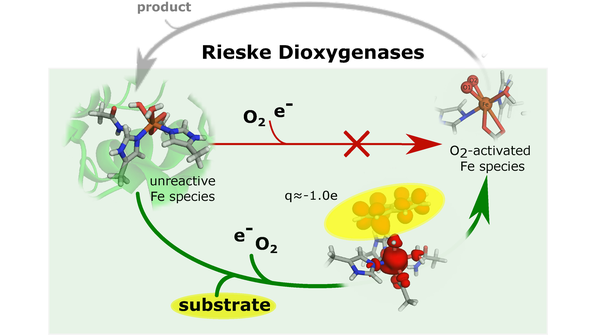 ChemEurJ's tweet photo. The Apparently Unreactive Substrate Facilitates the Electron Transfer for Dioxygen Activation in Rieske Dioxygenases (Hofstetter, Reiher et al.) @ETH_en #OpenAccess https://t.co/o8tjuVQhpO https://t.co/2LVjLe2Fwb