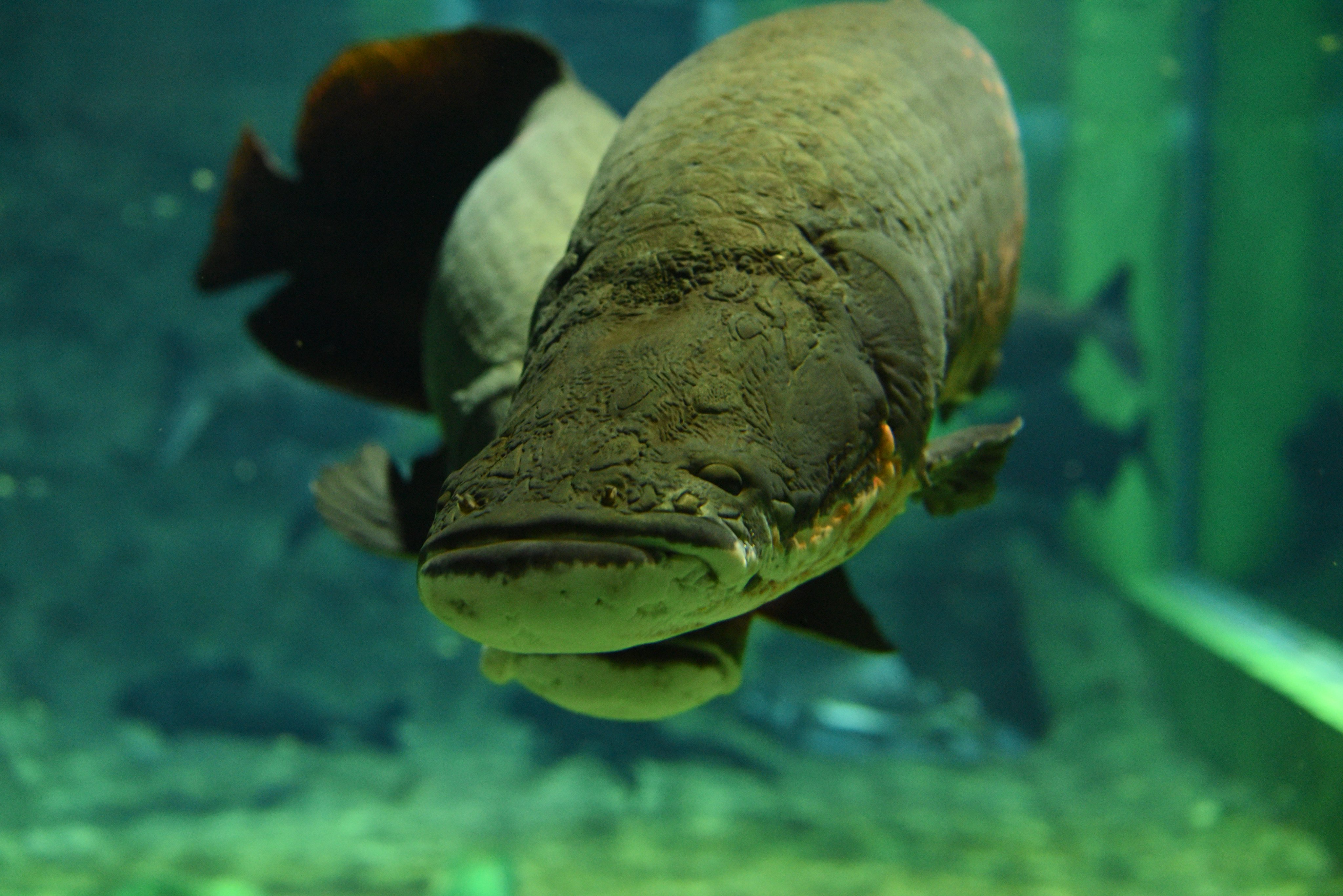 ピラルク Twitter Search Twitter