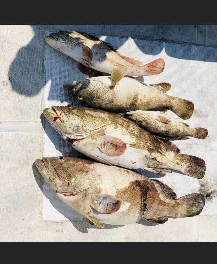 bluemoonboats's tweet photo. Explore Fishing trip Dubai in Marina.
For booking fishing boat call on WhatsApp +971504732500
Visit : https://t.co/QoXIVVaOn7
#dubai  #mydubai #dubailife #mydubailife #dubailuxury #visitdubai #marina  #deepsea #fishing #trip #ride #dubaimarina #tourdubai #boatsdubai #boatrental https://t.co/rWTSpprzfq