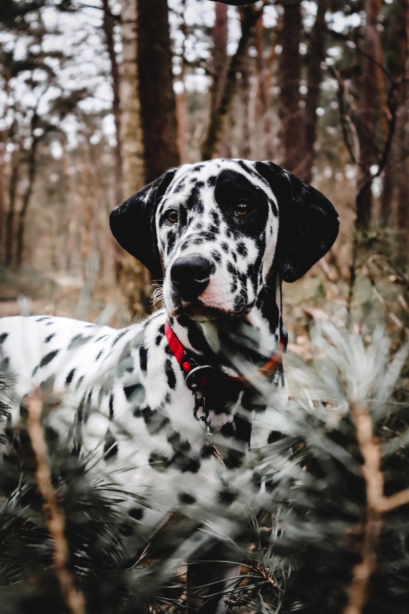 My other one has been hacked so this is domino’s new one. No idea if I get the other one back, twitter is still looking into it.However I wish you all a happy and nice monday! 
This is my Dalmatian Domino and we live in the Netherlands.
#twitterdogcommunity #dalmatian