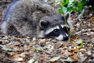 DailyRaccoons2's tweet photo. Day 358 of posting daily raccoons https://t.co/MD6mqcQ6Pi