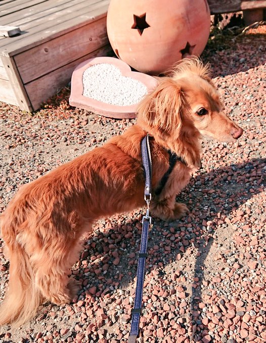 暖かかったからかマロンポも楽しそうだった🐶 