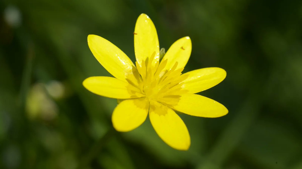 FarmWilder's tweet photo. Lesser Celandine, Pilewort, Spring Messenger - whatever you call them, these bright yellow flowers are most welcome and are a valuable source of early pollen and nectar for pollinating insects 🌼🐝

#springflowers #wildflowers #flowersforpollinators https://t.co/8UjeBqtJGP