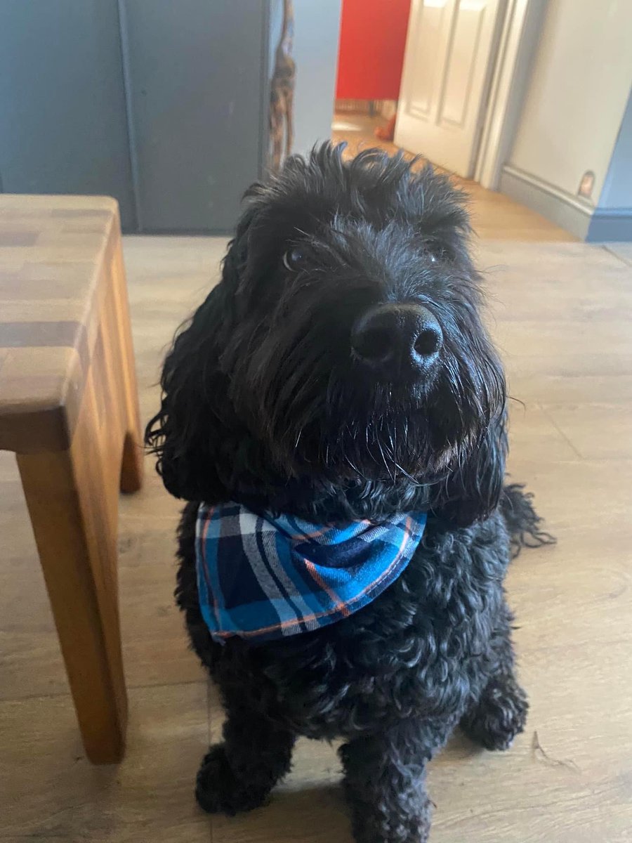 Ted.  Rescue - Mental - Loving - Life #dogsoftwitter