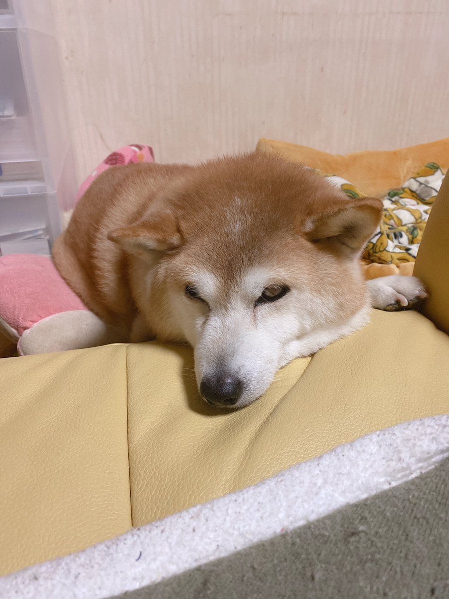 yugoslav0852's tweet photo. 我が家の愛犬りきが本日の朝、天国へと旅立ちました。
16年と2ヶ月も生きてくれました。
豆柴だと信じてくれない程おでぶで、犬のくせに寒がりでこたつと暖房の前が大好きで、名前を呼んでも来てくれず、甘えてきたと思ったら餌を強請ってくるようなツンデレ犬でした。
そんなおデブな頃のりきをどうぞ https://t.co/9vysNe0uTO
