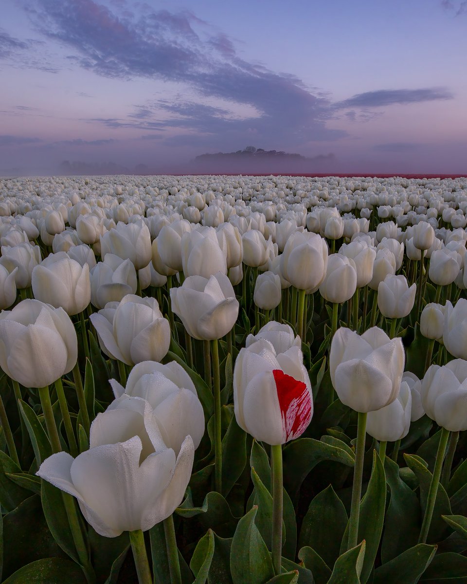 Ewout Pahud de Mortanges tweet media