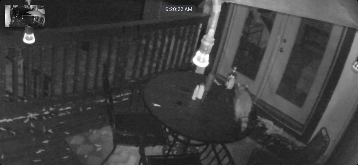 On today's #daily #comedy #podcast: 

🦝 Duryan shares a meal + drink with a trash panda
🤑  The $500.00 noise is still up for grabs
  We play 'Match Two' w/an entire family
➕  More!

✅  Real friends w/real prizes
❌  Agendas, fake callers

Laugh w/us:
listen.pkanddk.com/today