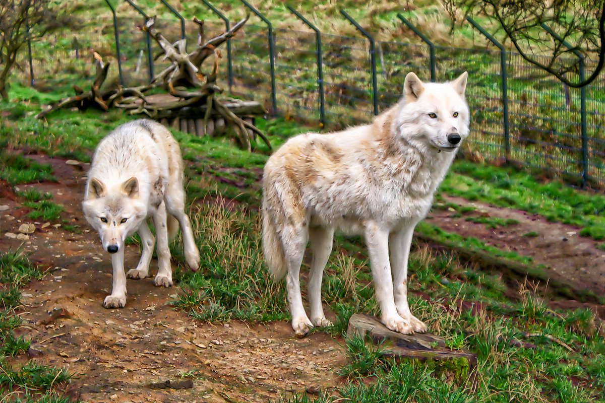 welovewolves's tweet photo. It’s all in the howl
Perhaps the most well known characteristic of the grey wolf is its penetrating, hauntingly beautiful howl. This is a primary communication tool, both between lone wolves and their pack, as well as between packs. When it c... #WolfFact #WolvesFacts #LoveWolves https://t.co/D07m8n7D5B