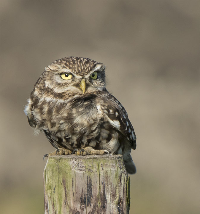 vogelnieuws's tweet photo. Wat een heerlijk lichtpuntje: de camera's van #beleefdelente draaien weer! 🥳
Zet gewoon de hele dag aan op je laptop en gluur af en toe even wat ze doen. Zo zit de steenuil nu heerlijk in de nestkast te rommelen: https://t.co/Q9JsrVKDno 🥰 https://t.co/ZMG3m0G8MI