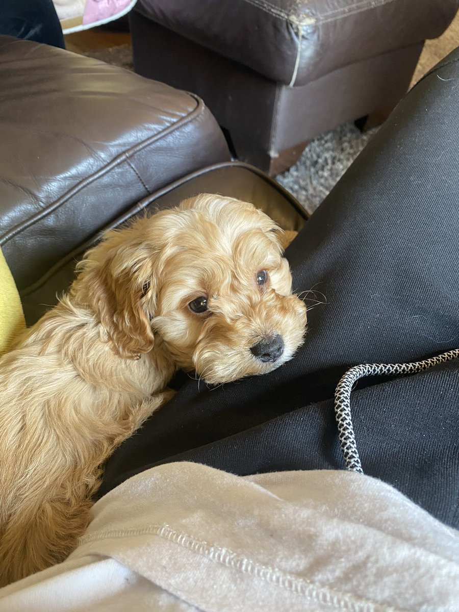 After 20 years of asking.. I finally have my own little pup. This is Bear