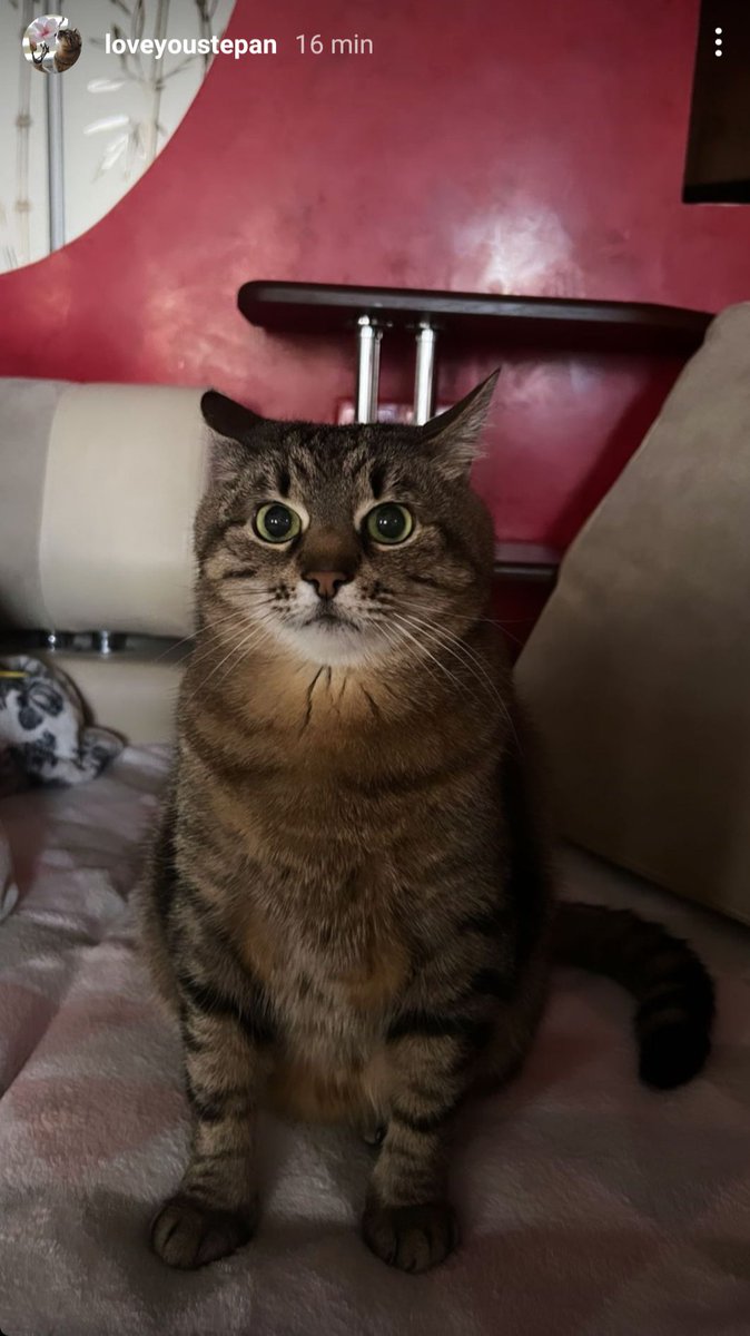 RubioSRE's tweet photo. En su cuenta @loveyoustepan Anna publicรณ que ella y el famoso #Stepancat estรกn bien, en casa. Deseamos que los sigan bien y oraciones por ellos ๐๐๐ https://t.co/kPJoVobGOE