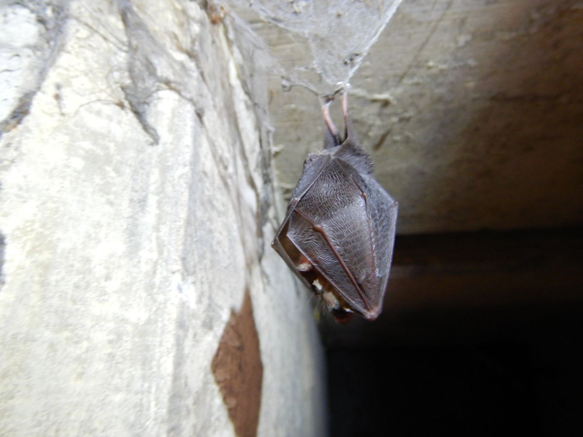 APEM_Ltd's tweet photo. It’s not too late to book your place for our webinar ‘Bats; legal protection and best practice’. Join us this Wednesday to find out more from senior ecologist Alan Cowlishaw. Register now to secure your place - https://t.co/knYOMF6Al1
#batprotection #ecology #property https://t.co/khi84Q0reA