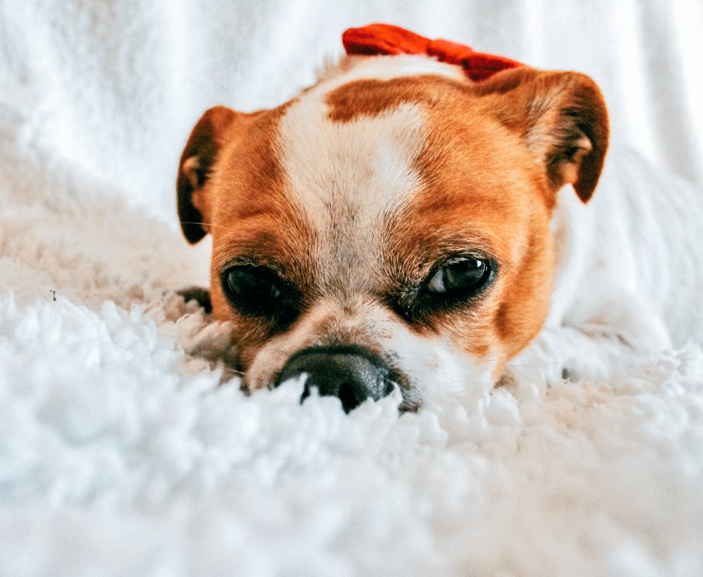 Can you tell it's Monday? 🤣
#DogLover #twitterdogs #DogCommunity #MondayMotivation