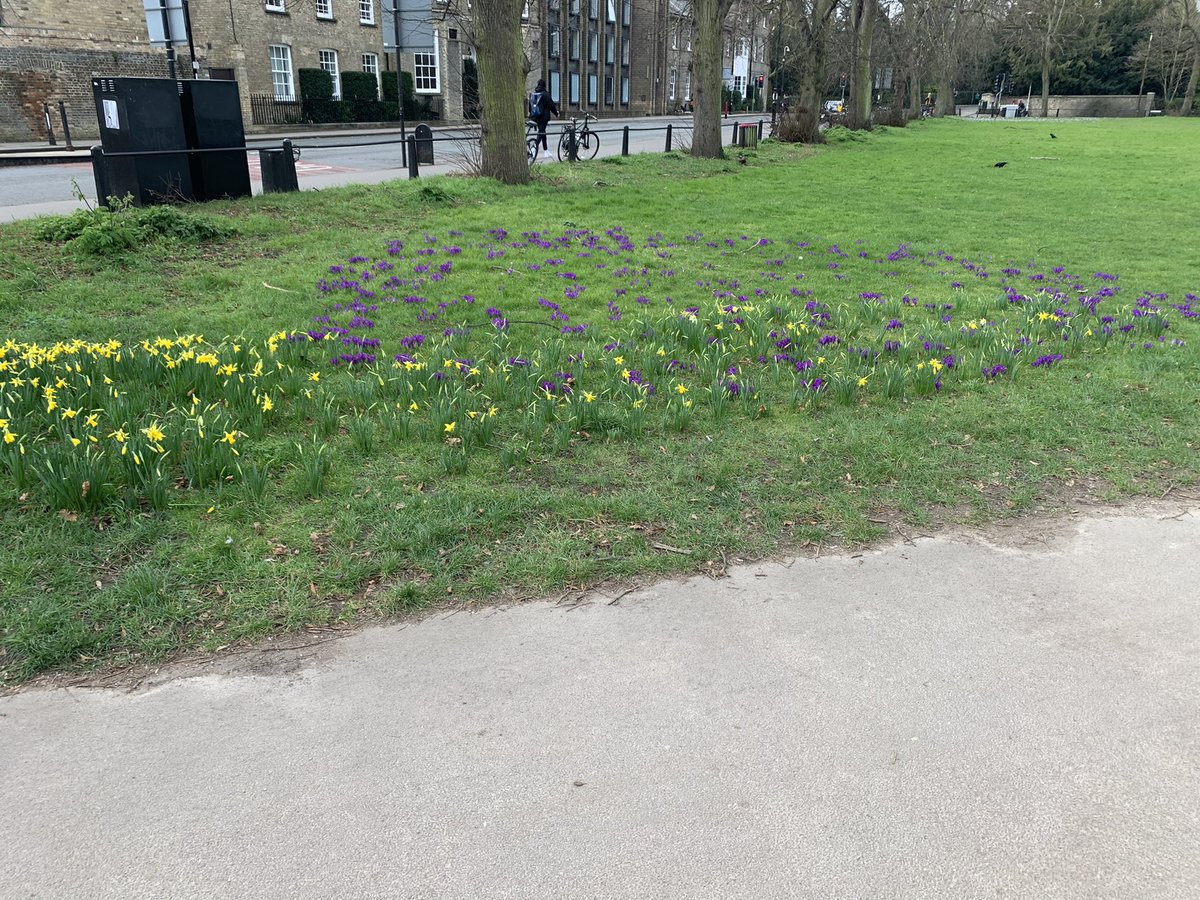 cambtweetasnac's tweet photo. Spring in Cambridge, visible for the first time since my first year! I’d forgotten quite how lovely it is #CambTweet https://t.co/jRaqzwWYxU