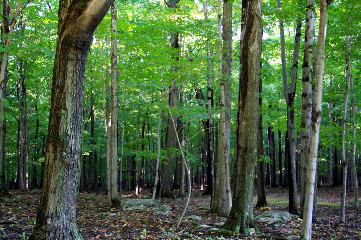 RecyclerMedia's tweet image. New post: Datamax supports reforestation mission - therecycler.com/posts/datamax-… #Datamax #ArborDayFoundation #Reforestation #Environment #Sustainability #50Years