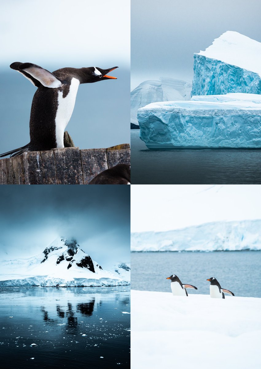 gm dear frens 🇦🇶 February is now coming to an end, and that means tomorrow is the 1st of March. I’ve been patiently waiting and i’m now happy to say that Tales of Antarctica will go live TOMORROW 🐧🎉 #NFTs