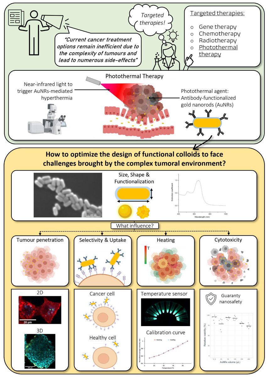 SuperCol_ITN's tweet photo. Next up @PierreCyb at @KU_Leuven 

Pierre tracks the biological fate of functional colloids in 2D and 3D cell models that mimic the physiological features present in solid tumors !

Check an overview of his work⬇️ https://t.co/6au95fXCtc