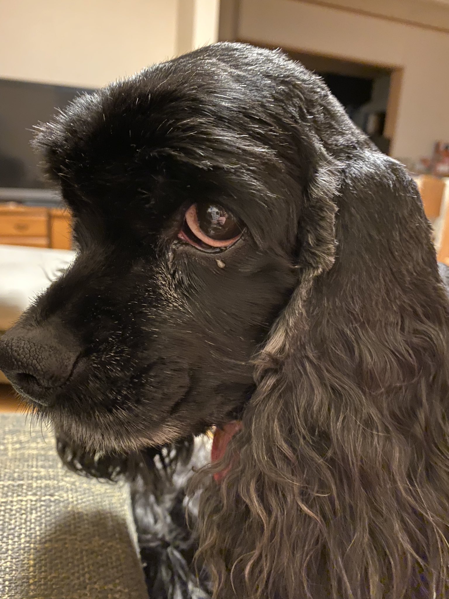 Tama 甘えっ子の上目遣いｷｭﾝｯ アメリカンコッカースパニエル ブラックコッカー 黒コッカー 犬のいる生活 あめこか大好き T Co 8kvv2droum Twitter