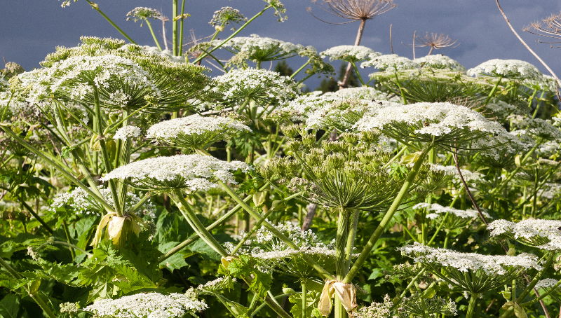 glendaleuk's tweet photo. Did you know today marks the start of National Invasive Species Week? 🌱🐛
Glendale have experts who are specialists in invasive plant species control.
Learn more on our website 👇
#invasivespecies #invasivespeciescontrol #invasiveplantspecies
https://t.co/ERPcYihdEk https://t.co/t3Ftf9fM99