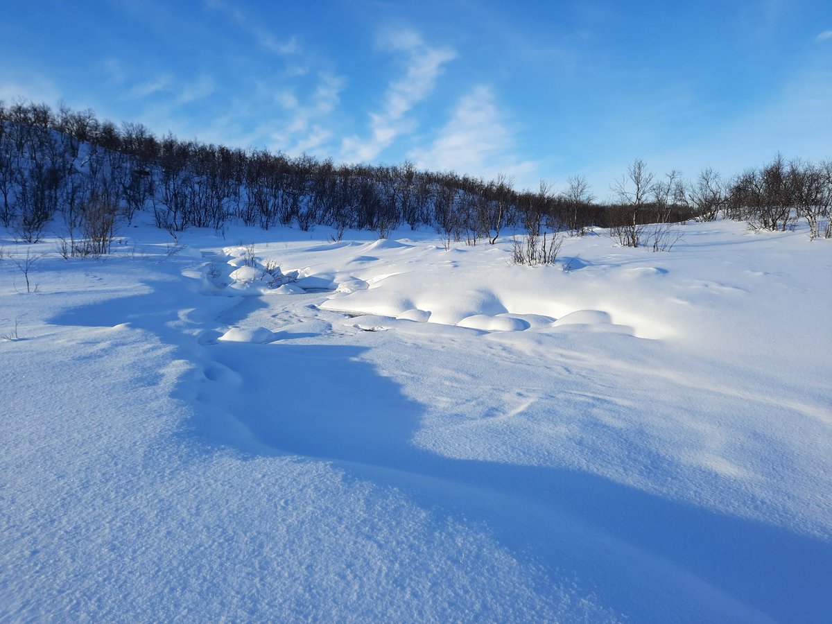 JaakkoErkinaro's tweet photo. Some peaceful scenes for a change, despite all the darkness around us.
Visible hints towards spring, but #salmonid eggs are still incubating under thick snow and ice in tributaries of the #Teno/#Tana River @ 70°N ❄🐟
An #otter is also after a meal 🦦
@LukeFinlandInt @LukeFinland https://t.co/eWZxdxu2fE