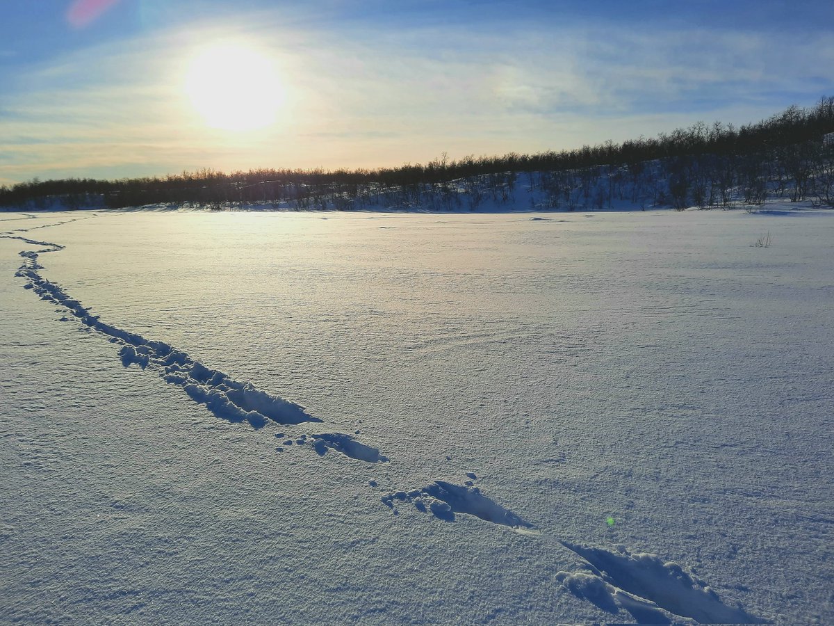 JaakkoErkinaro's tweet photo. Some peaceful scenes for a change, despite all the darkness around us.
Visible hints towards spring, but #salmonid eggs are still incubating under thick snow and ice in tributaries of the #Teno/#Tana River @ 70°N ❄🐟
An #otter is also after a meal 🦦
@LukeFinlandInt @LukeFinland https://t.co/eWZxdxu2fE