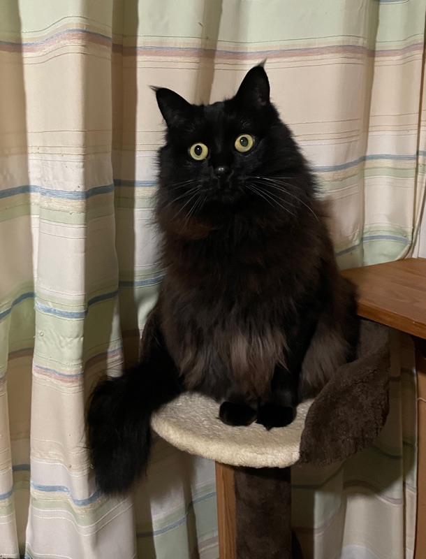 黒猫こはく on X: 