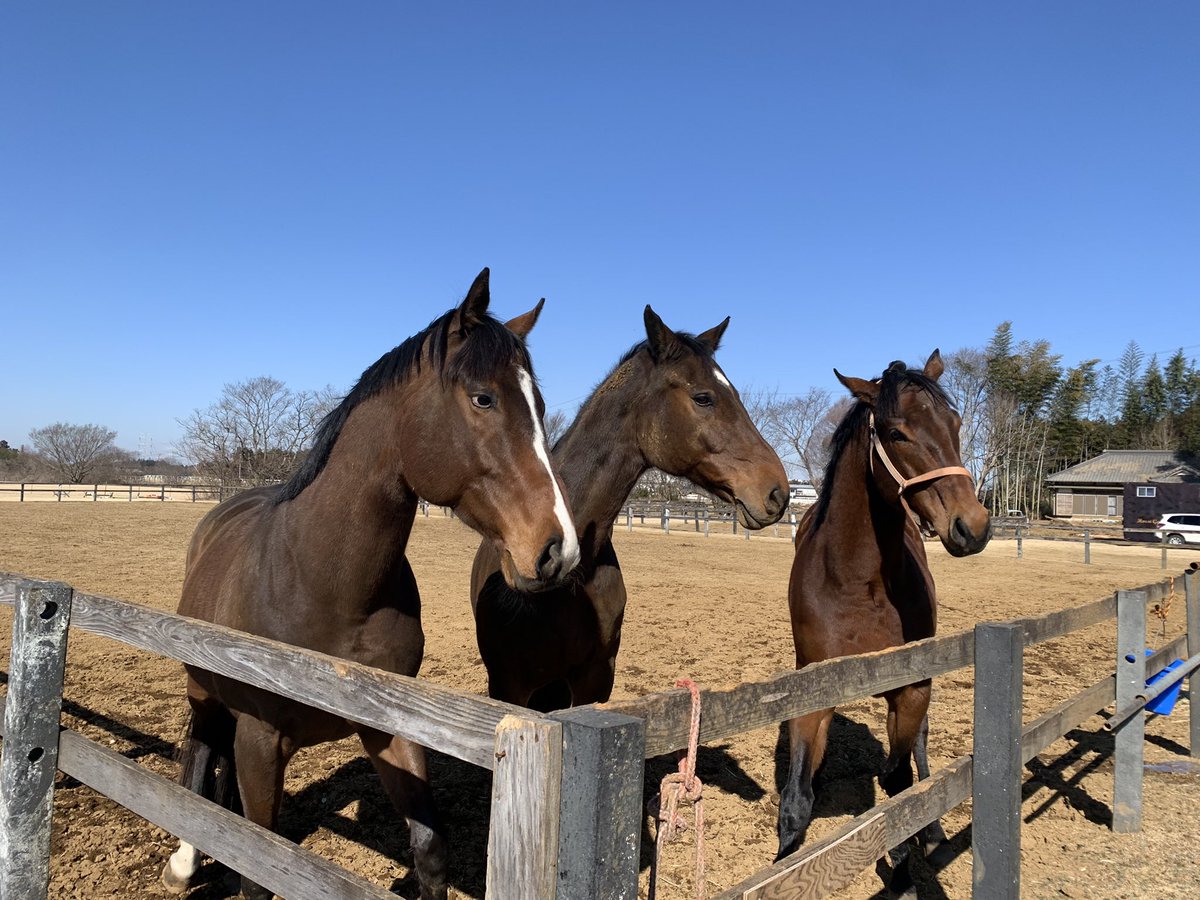 ヘニーヒューズ産駒のオープン馬
イーグルバローズ

茨城で乗馬との情報しかありませんでしたが、今も元気なのですね🌱 