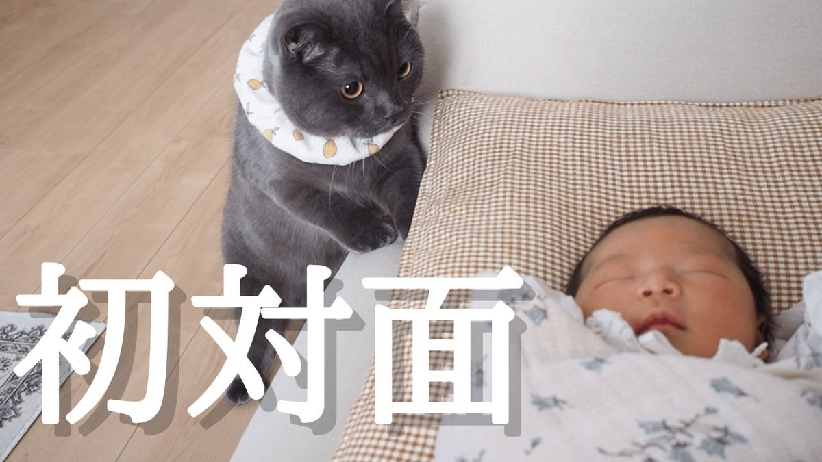 elmo0823's tweet photo. タイムラグ生じちゃったけどエルモくんが赤ちゃんと初対面した時の様子をやっと動画にできた😂✌🏻
https://t.co/m2ToBrVfvb https://t.co/oCtFgMwdV3