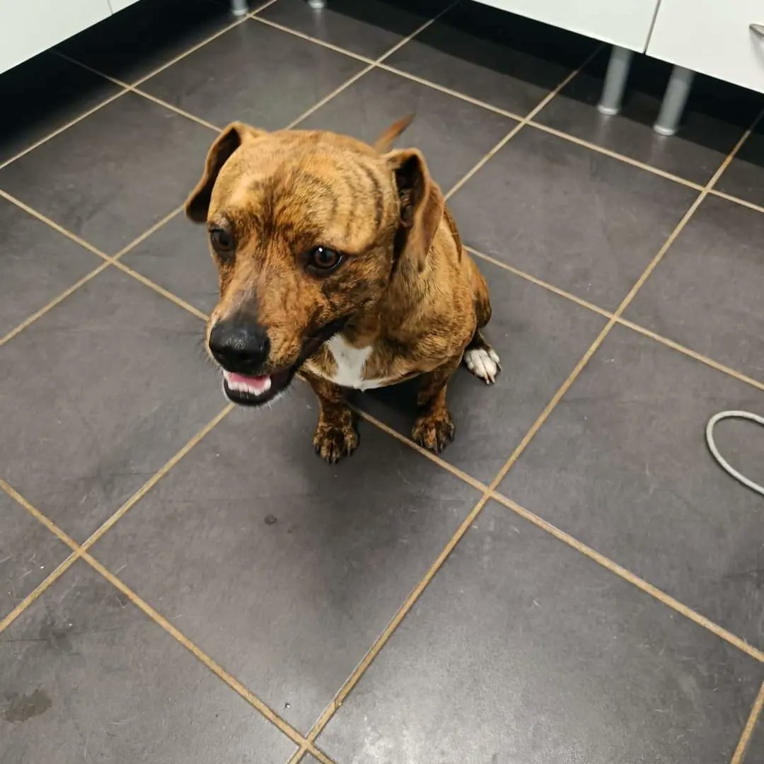 Fueron encontrados juntos en Los Silos, con collar. Pequeños, sociables y en muy buen estado. Parece que se perdieron.  ¿Nos ayudas a difundir? . Están en el Centro de Protección Animal Tierra Blanca