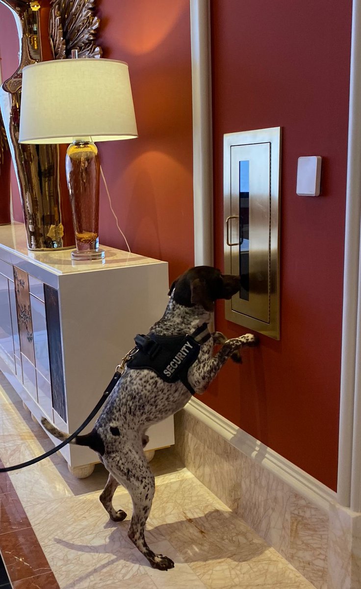 Scentimprint's tweet image. Explosive Detection Dog Lotto. Its lovely to see him working with his handler and he is in so good shape! We trained Lotto and worked with him operational in the Netherlands

#explosivedetectiondog #snifferdogs #workingdogs #security #k9unit #k9 #casino #sifd #scentimprintfordogs