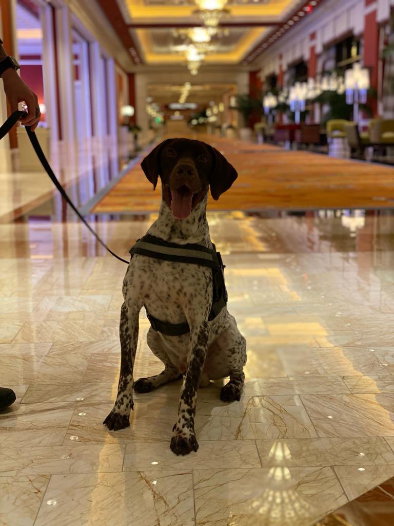 Scentimprint's tweet image. Explosive Detection Dog Lotto. Its lovely to see him working with his handler and he is in so good shape! We trained Lotto and worked with him operational in the Netherlands

#explosivedetectiondog #snifferdogs #workingdogs #security #k9unit #k9 #casino #sifd #scentimprintfordogs