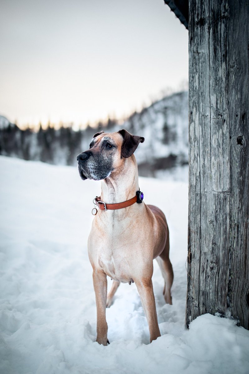 walkonthenorthside tweet media