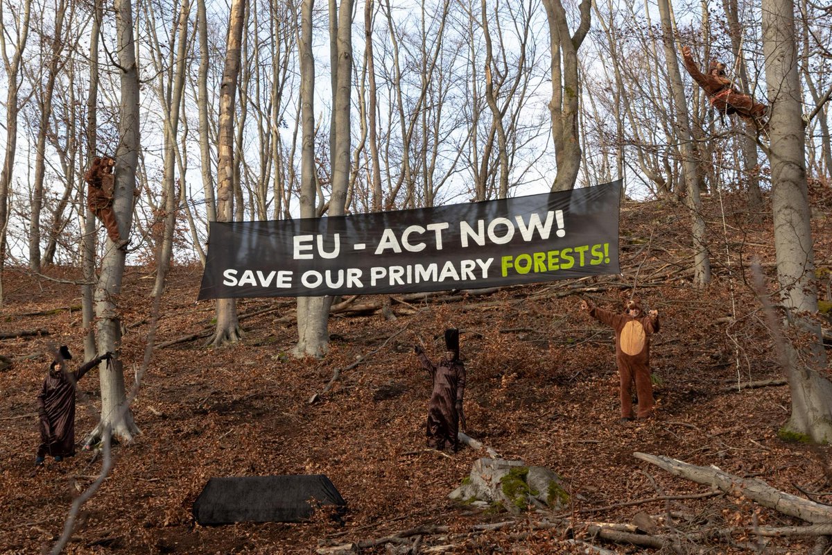 robin_wood's tweet photo. Our NEW SHORT FILM "An Artistic Act to Act" about the destruction of Romania's precious forests. We call the @EU_Commission: EU - Act now! Save our Primary Forests!"
https://t.co/4Jmrw21mTn
#Natura2000
#Romania
#Forest 
#climatecrisis 
#speciesextinction https://t.co/jYqQ4Wtpry