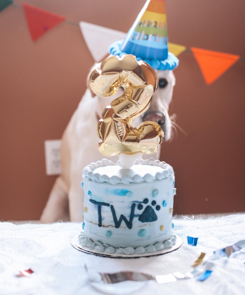 Agh! HAPPY BIRTHDAY to my amor, babe, my best friend, polar bear, adventure buddy !!!! I LOVE YOU! WHO WANT TO PARTY? #birthdayboy #DogCommunity #dogsoftwitter #Labrador #two