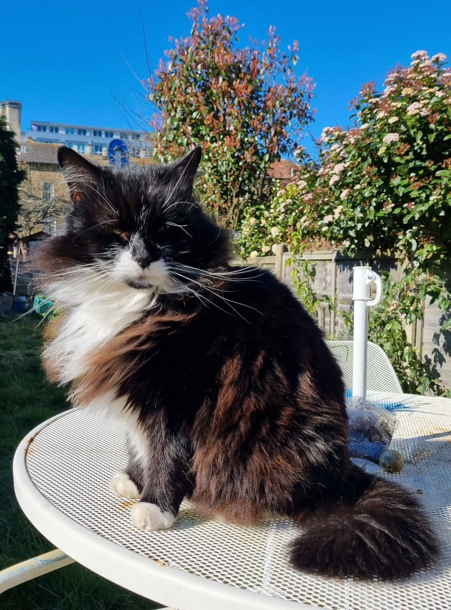 GremlintheFloof's tweet photo. Happy Monday friends!!
I spent yesterday in a #hedgewatch in the sun.. can you believe how red my fur is when the sun's out ?
Mum said there are no filters here ( what's a filter?) Just my natural #flooftastic self..
#cats #catlovers #CatsOfTwitter #gremlin #floof https://t.co/VHpuqg7mt9