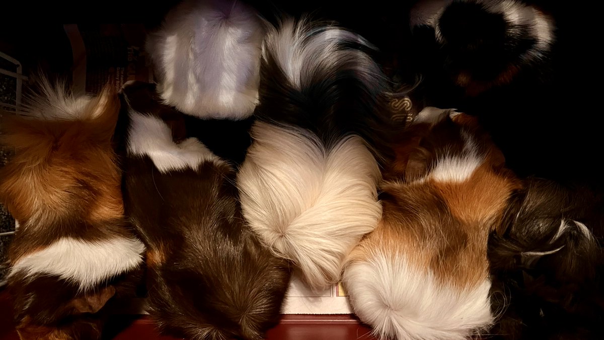 Look what's just arrived at the studio for a very special session - anyone guess what they are - tip - they are not dogs :-)