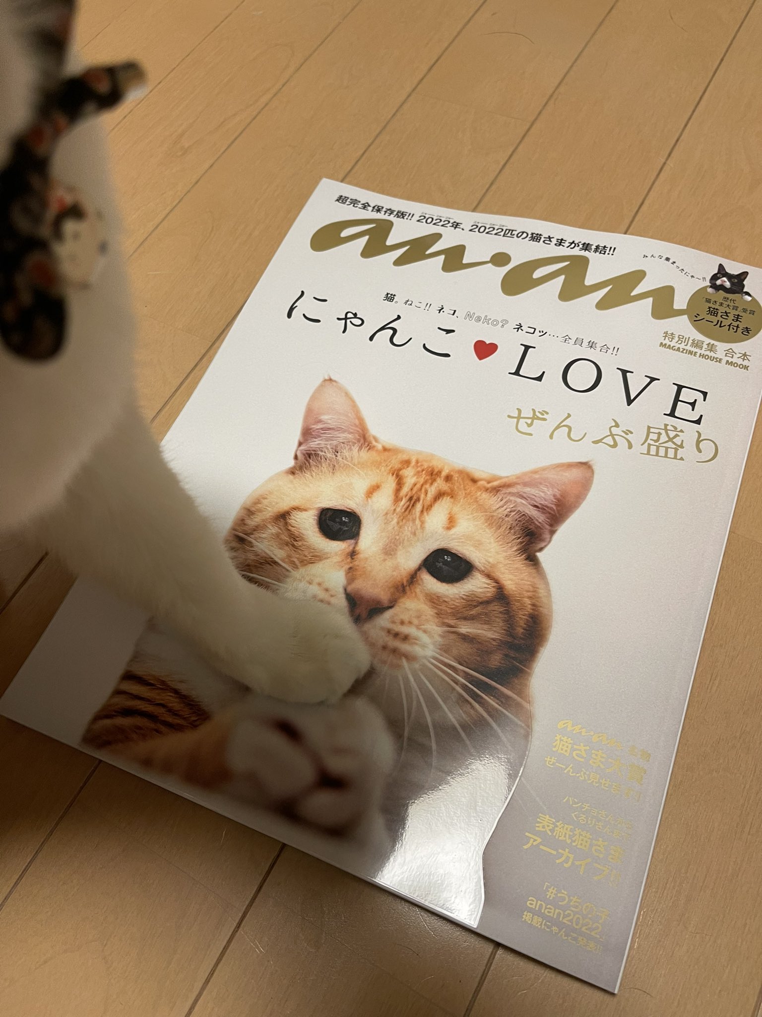 午前12時前のご注文は当日発送 【専用です】にゃんこさん