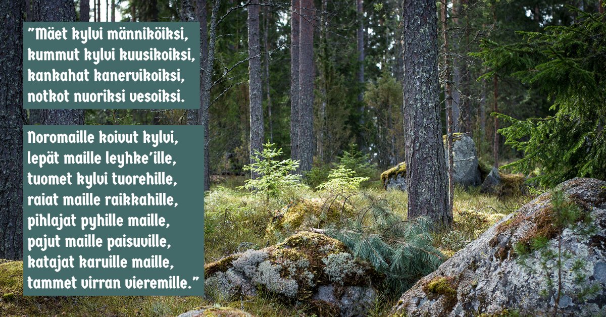 Kalevalan toisessa runossa Sampsa Pellervoinen kylvää puita. Jo syvällä kansanperinteessä on ajatus kasvupaikkatyypeistä ja puiden ominaisuuksista. 

Hyvää Kalevalan päivää 🌲 
#kalevalanpäivä #metsäopettaa