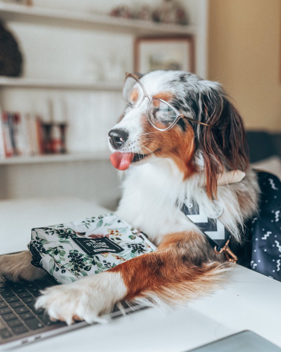 When Twitter asks you to verify that you are human…. #twitterdogcommunity