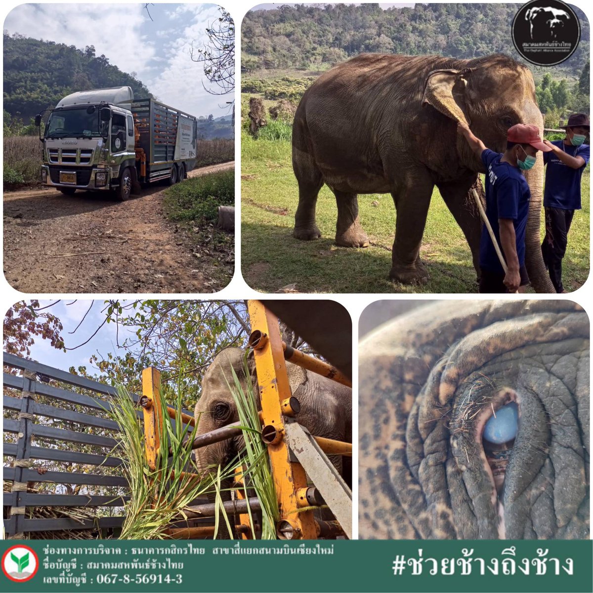 #ช่วยช้างถึงช้าง
คุณยายโม่โล๊ะเจ็บตา👁🐘วันนี้บวมน้ำน้อยลง น้ำตาไหลน้อยลงแต่ต้องได้รับการรักษาอย่างต่อเนื่อง เจ้าของและหมอจึงปรึกษากับทาง มูลนิธิเพื่อนช้าง และได้จัดรถไปส่งคุณยายไปโรงพยาบาล 🚑
🙏🏼 ขอบพระคุณผู้บริจาคทุกท่าน ยารักษาตา ยาลดปวด และค่าใช้จ่ายอื่นๆที่ช่วยรักษาโม่โล๊ะค่ะ