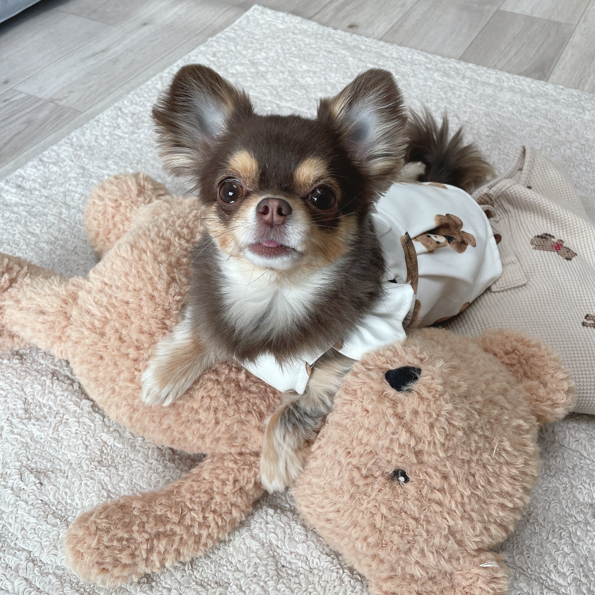 うにちゃんになりました | PET DESIGN 赤坂けやき通り店