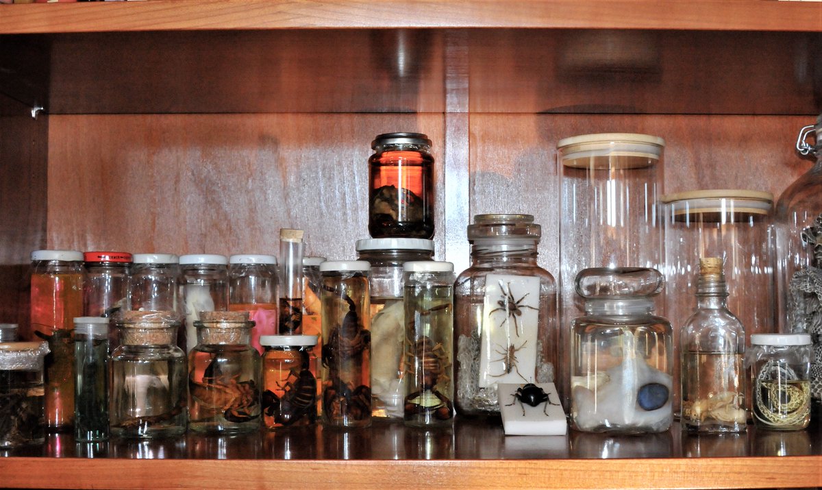 Snape PM😾🐍 tweet media