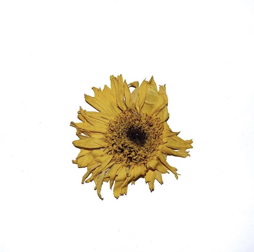 Life without light will soon wither.
 like a sunflower. 
ชีวิตที่ไร้แสงสว่างไม่นานก็จะเหี่ยวเฉา
hen-mirror.hic.af/3nstory

#NFTTHAILAND #NFTCommumity  #Nft #tezos  #Photo #flower #Sunflowers #camera #photograph  #PhotoOfTheDay #photographers