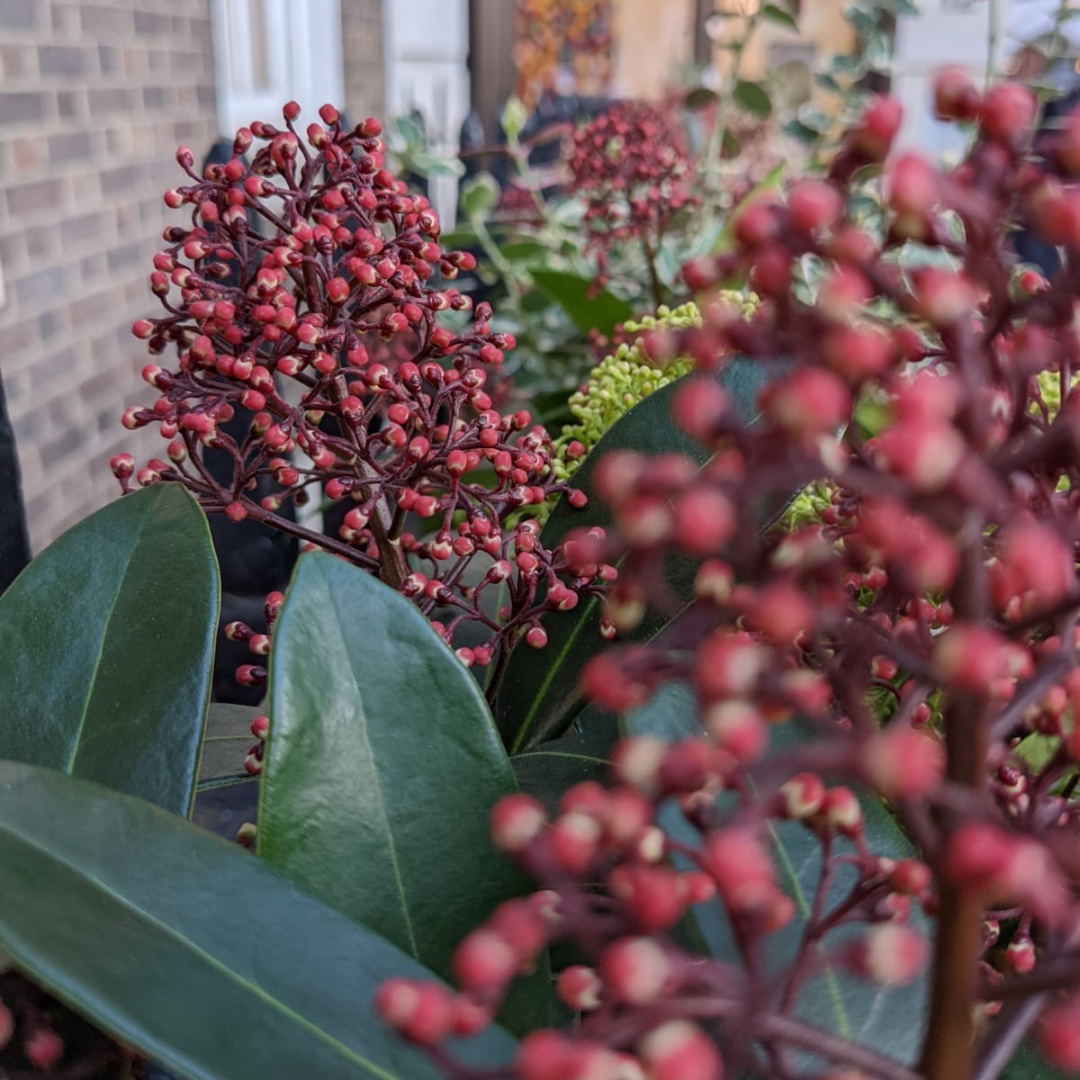 living_windows's tweet photo. Wishing you a blooming good start to the week! π€
#plants #prettylondon #londonoffice #corporategardens #beautifulworkspaces #workspaces #livingwindows #windowboxes https://t.co/DkqAbG2kRw